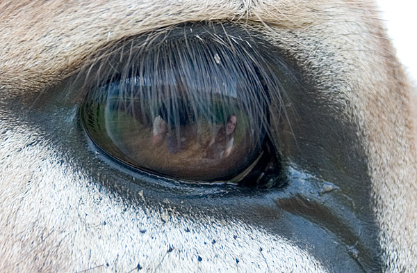 [donkey-eye.jpg]
