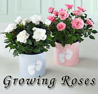 [Growing+Roses.jpg]