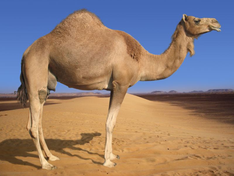 [Arabian-Camel-800x600.jpg]