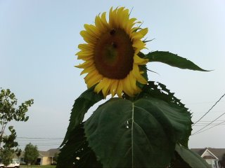 [mammoth+sunflower+july.jpg]
