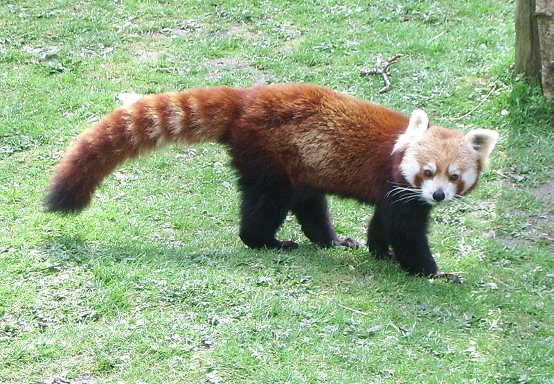 [800px-Red_Panda_Dublin_Zoo_March_2007.jpg]