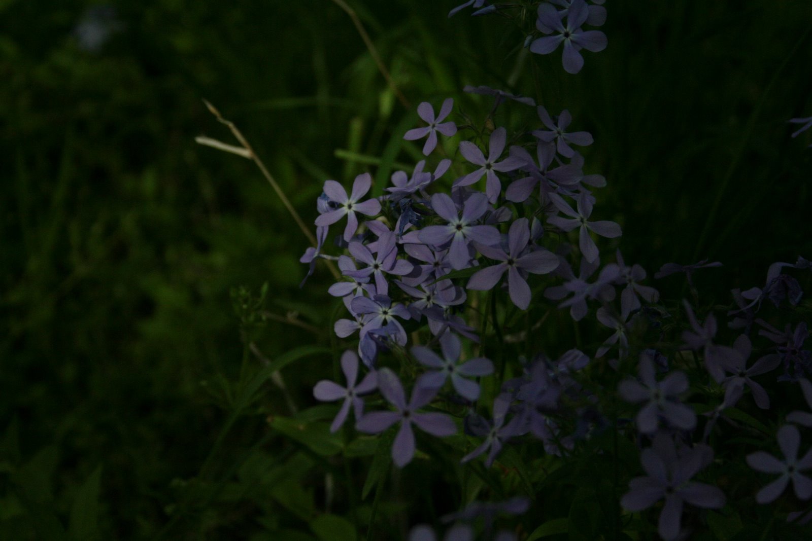 [darkflowers.jpg]