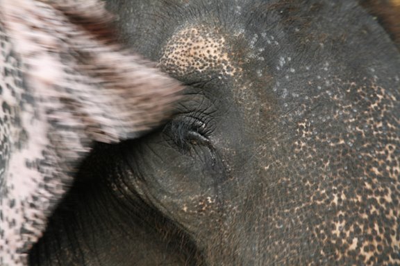[srilankaelephant2.jpg]