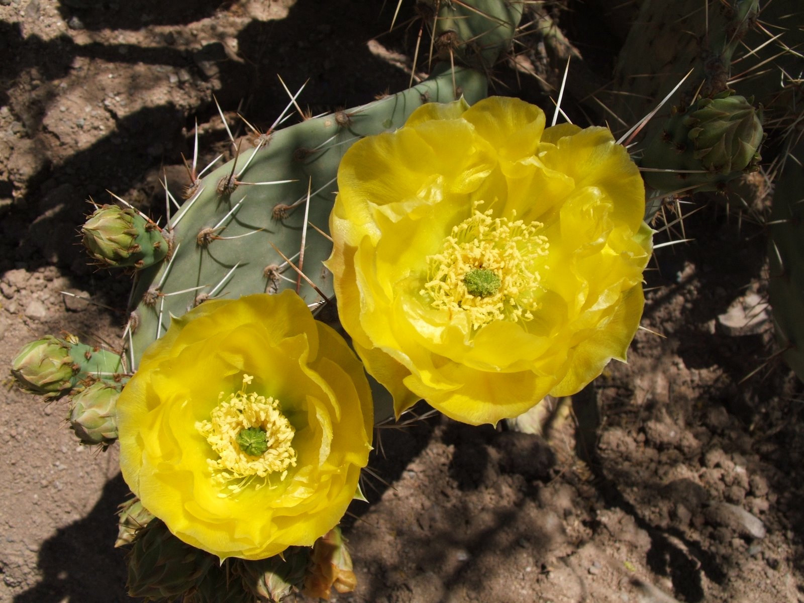 [Yellow+Cactus+Blossoms.jpg]