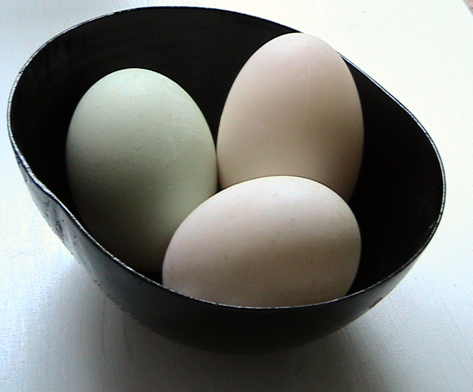[GlennHaven+Duck+Eggs.jpg]