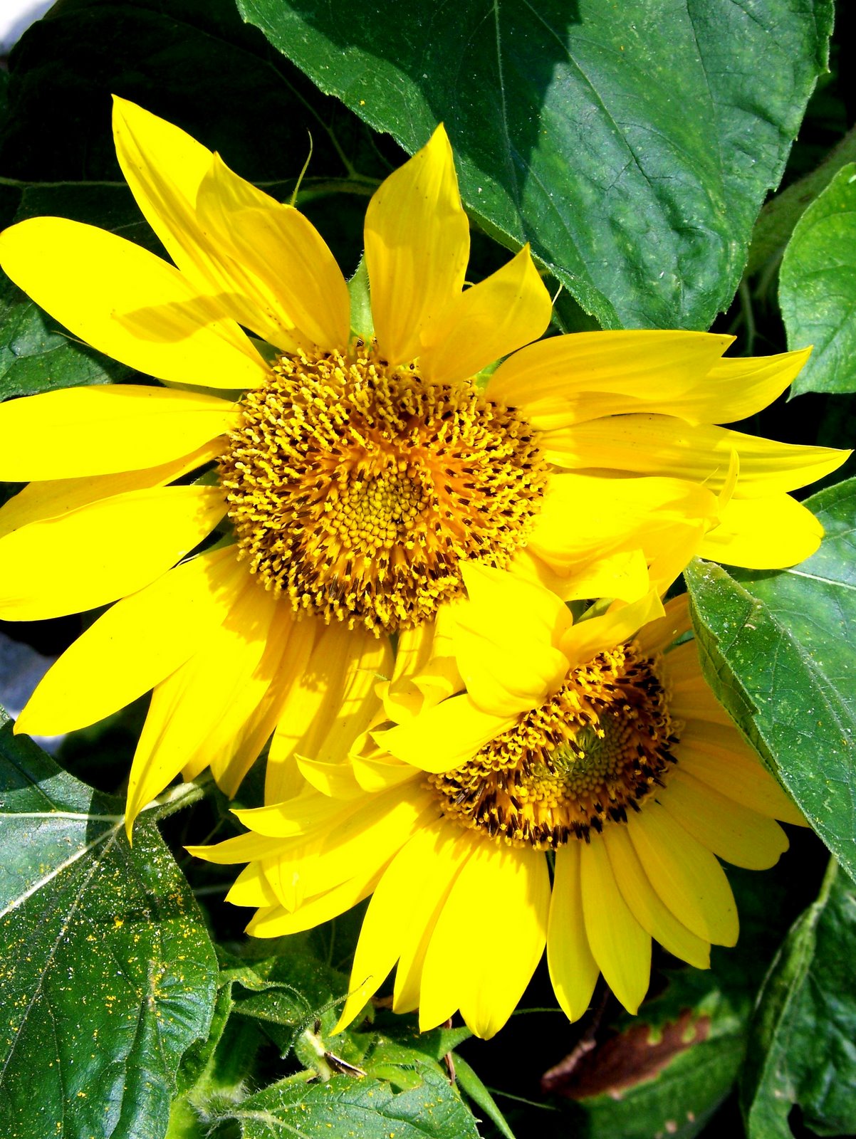 [070805+Hendersonville+-+Sunflower03.jpg]