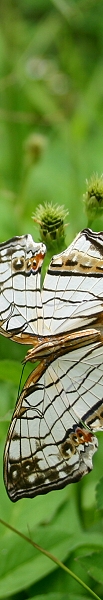 [sinojapanese+butterfly.jpg]