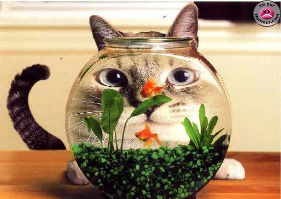 [Cat+watching+fish.jpg]