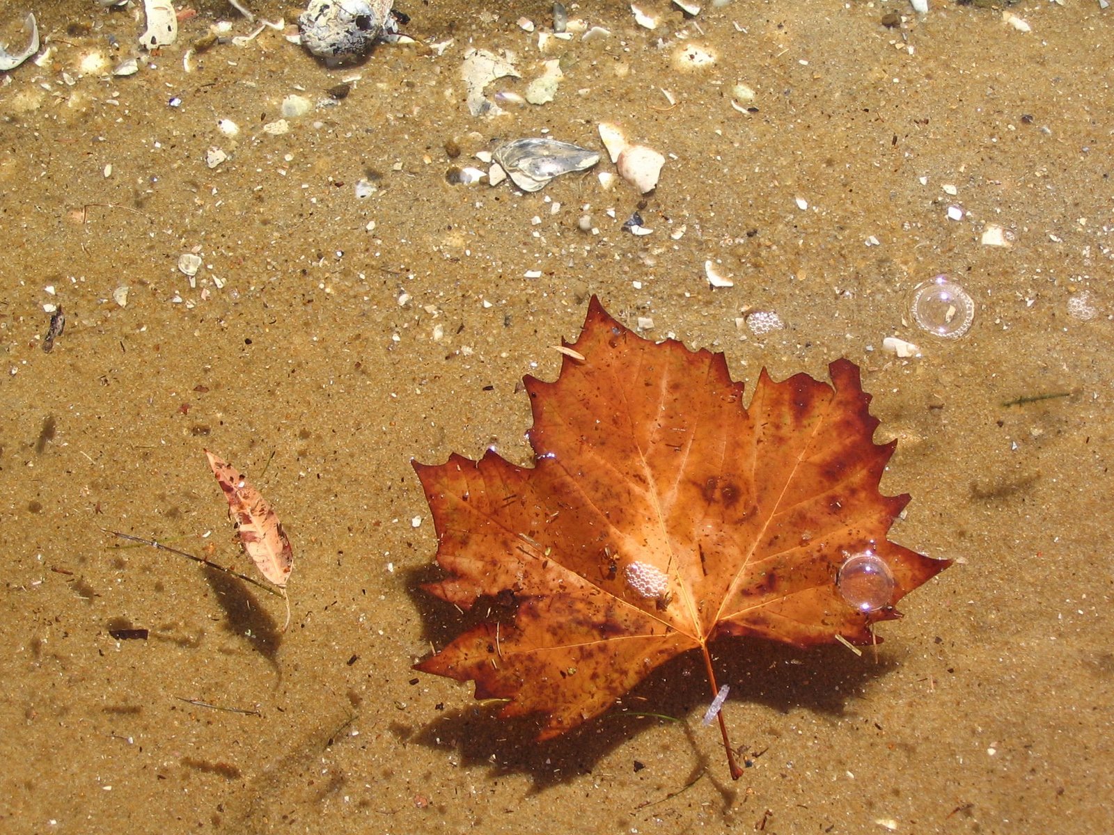 [Beach+leaf.jpg]