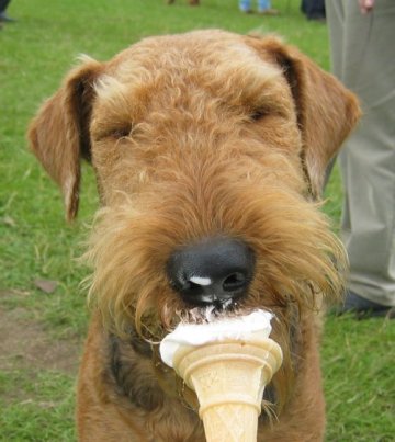 [Dog_with_Ice_cream_cone.jpg]