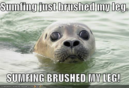 [funny-pictures-brushed-seal-leg-panic.jpg]