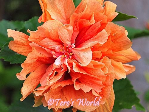 [WW-orange-gumamela-hibiscus-DSC_5039.JPG]
