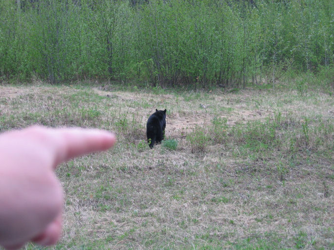 [Pointing+at+black+bear.JPG]