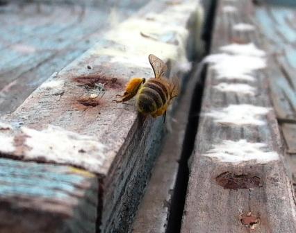 [bee+on+top+of+hive.JPG]