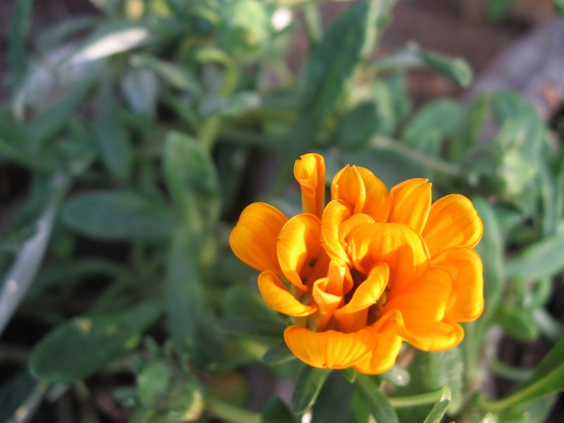 [orange-flower.jpg]