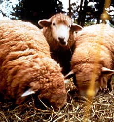 [sheep+farming.jpg]
