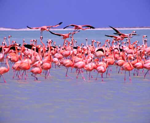 [Flamingo+flock+1+m.jpg]