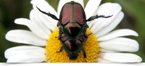[japanese-beetle.jpg]