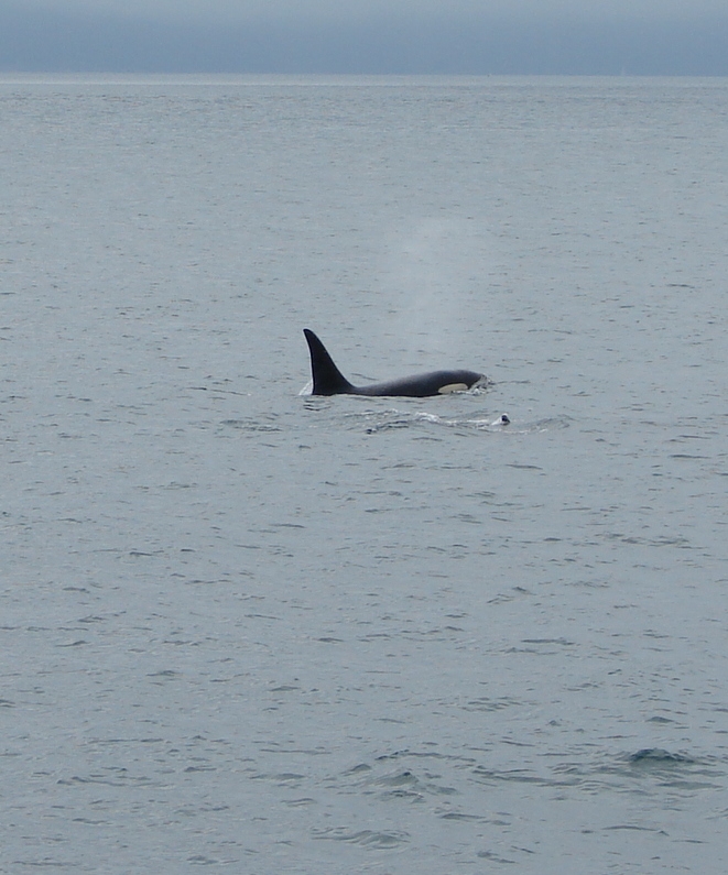 [orcas.JPG]