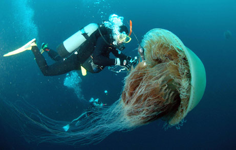 [jellyfish1.jpg]