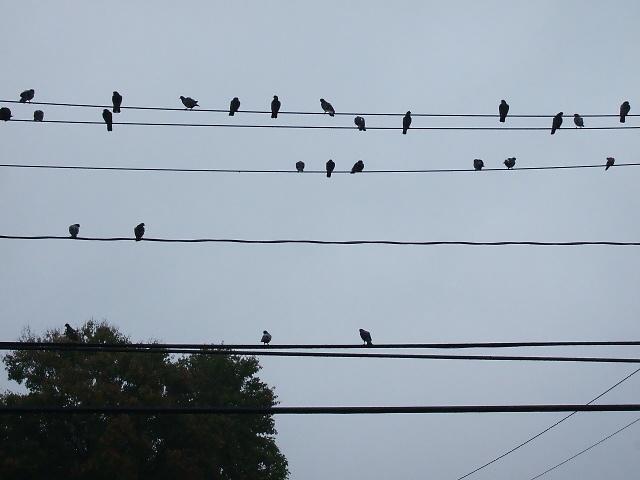 [birds+on+wire.jpg]