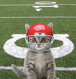 [football+cat+copy.jpg]