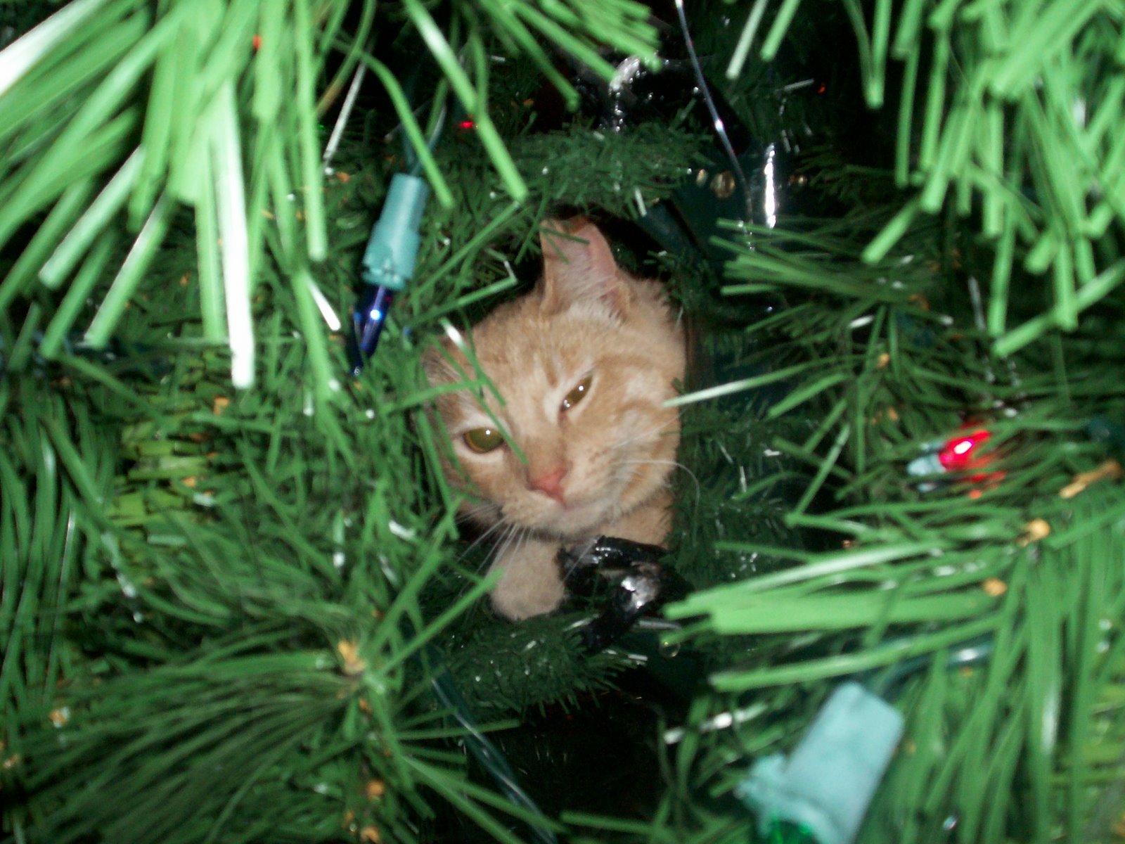 [dawns+cat+in+tree+at+cristmas+time.jpg]