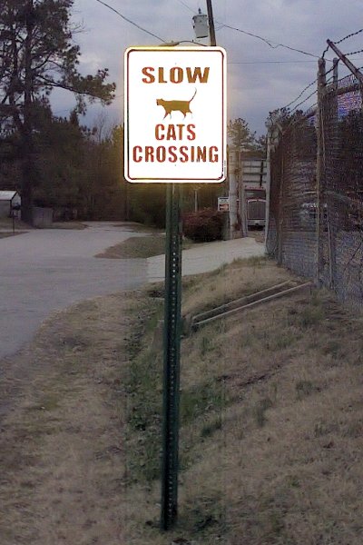 [cat_crossing.jpg]