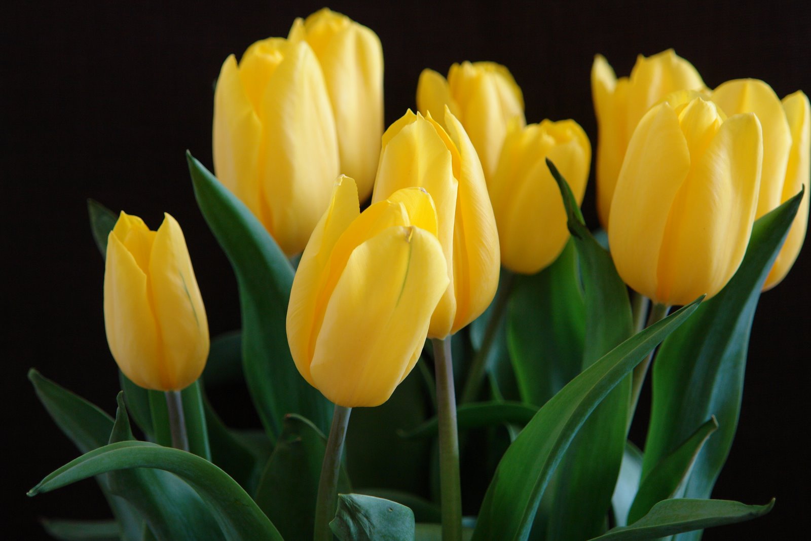 [tulips]