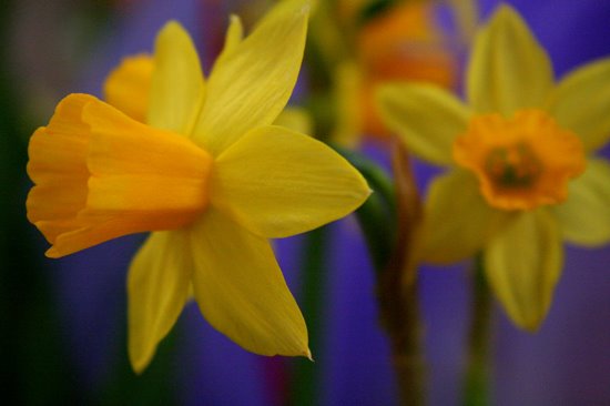 [Daffodil_purple_sharpened-c.jpg]