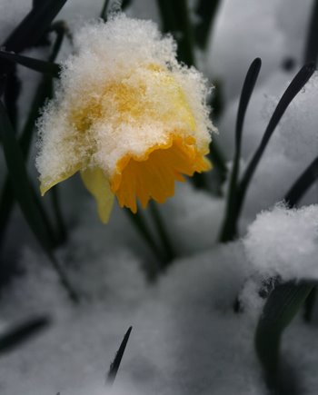 [daffodill_snow_forweb2.jpg]