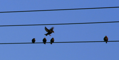 [Wire_Birds_forweb.jpg]