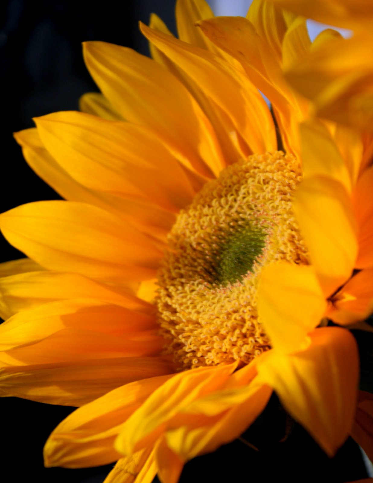 [sunflower2_forweb.jpg]
