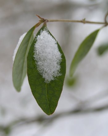 [snow_leaf1_forweb.jpg]