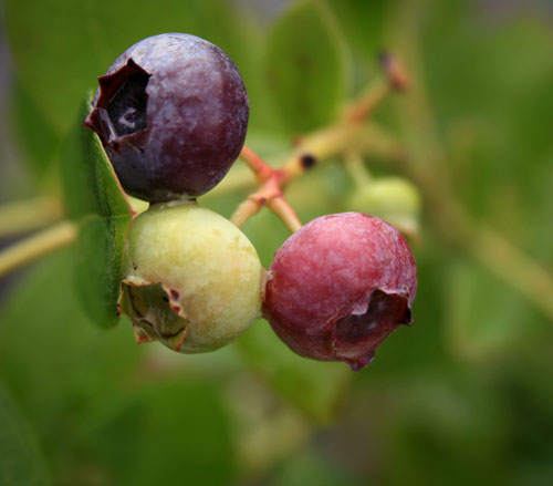 [blueberries-3_forweb.jpg]