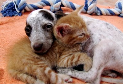 [Arecibo+Pup+&+Kitten+4.jpg]