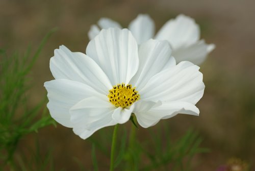 [white+flower.jpg]