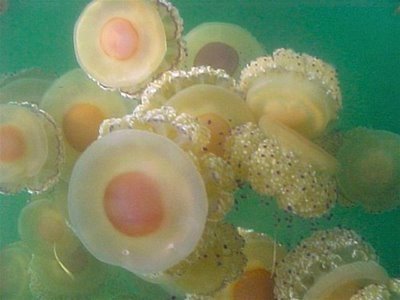 [fried+egg+jellyfish.JPG]