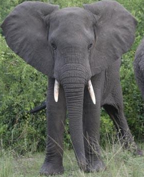 [Elephant1.jpg]