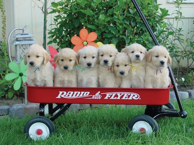 [puppies-in-a-wagon.jpg]
