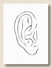 [ear_1.jpg]