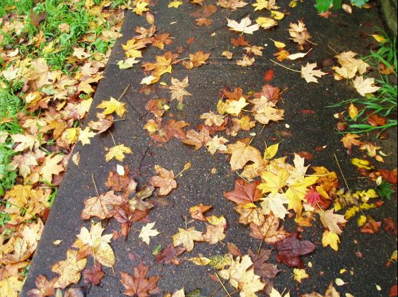 [Autumn+leaves+beneath+my+feet.JPG]