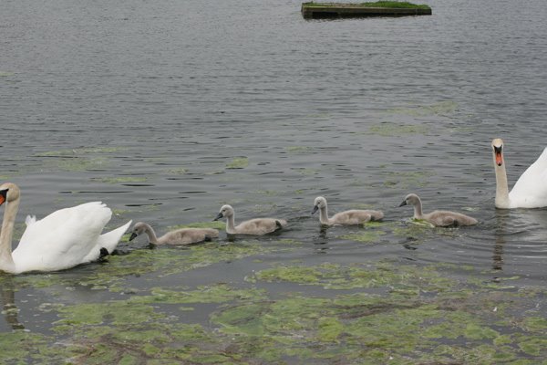 [swan-family.jpg]