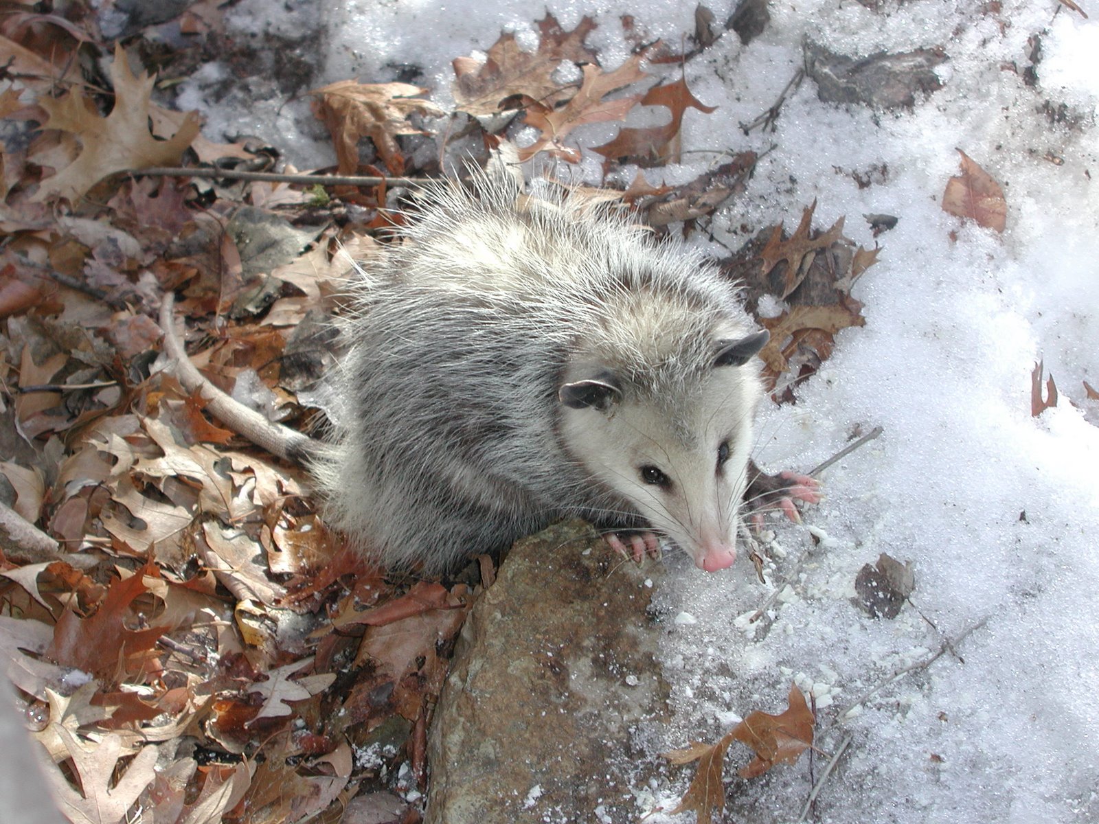[opossum+2:21:04.JPG]
