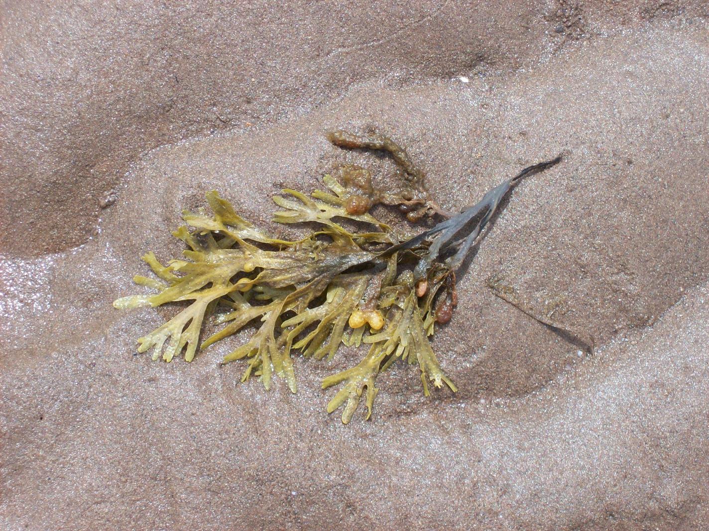 [seaweed.JPG]