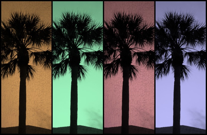 [4+palm+trees.jpg]