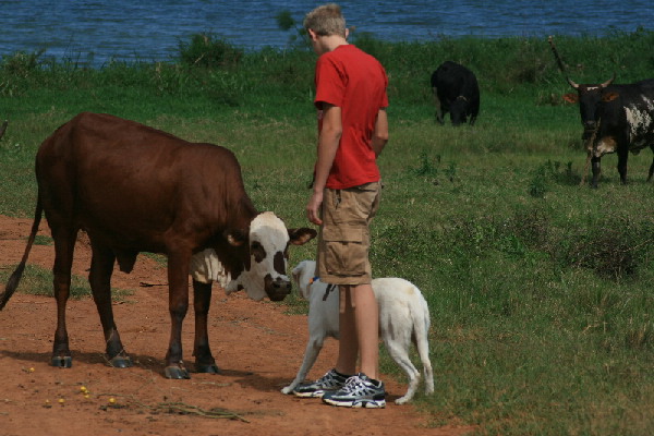 [maggie+meeting+the+neighbor+cows+resize.jpg]