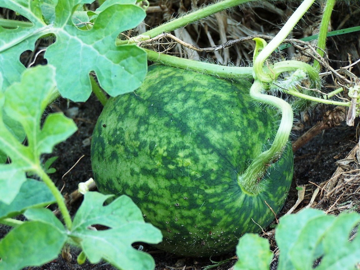 [watermelon708.jpg]