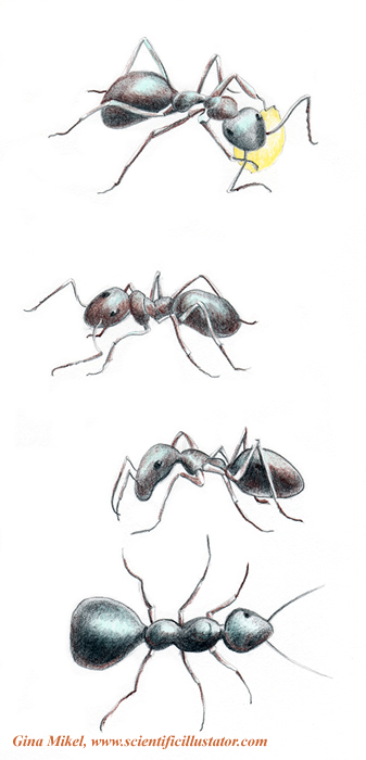 [ants.jpg]