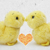 [chicks2.png]